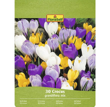 FloraSelf Crocus Grandiflora mix, 30 bucăți