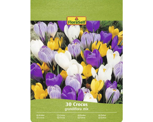 FloraSelf Crocus Grandiflora mix, 30 bucăți