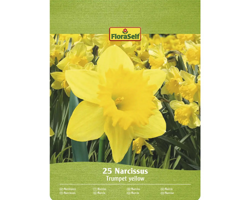 Bulbi narcise FloraSelf galbene 12/14 25 buc. Pachet FloraSelf Narcissus Trumpet yellow cu 25 de bucăți
