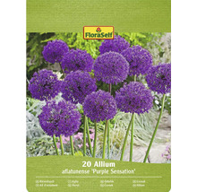 Pachet cu 20 de bulbi de Allium aflatunense Purple Sensation