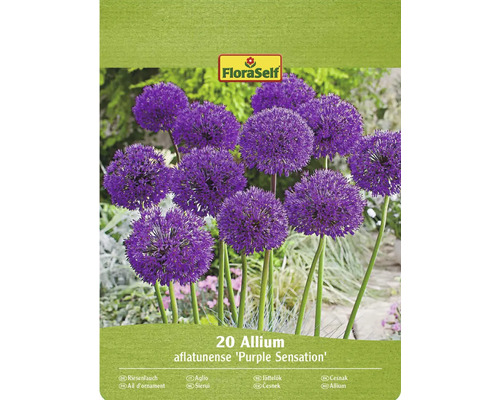 Bulbi de flori FloraSelf Allium Sensation violet 20 buc. Pachet cu 20 de bulbi de Allium aflatunense Purple Sensation