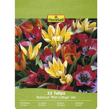 FloraSelf Amestec botanic de lalele 'Wild Cottage', 33 bucăți