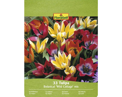 Bulbi de lalele FloraSelf Wild Cottage mix 11/12 33 buc. FloraSelf Amestec botanic de lalele 'Wild Cottage', 33 bucăți