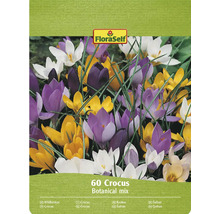 FloraSelf Crocus Botanical Mix pachet cu 60 de bucăți