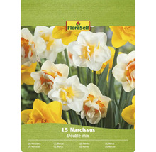 Pachet cu 15 narcise, mix dublu