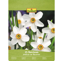 Pachet FloraSelf cu 15 narcise poeticus var Recurvus