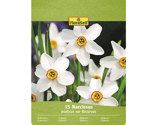 Bulbi narcise FloraSelf Recurvus 10/12 15 buc. Pachet FloraSelf cu 15 narcise poeticus var Recurvus
