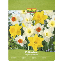 Pachet mix narcise cu 15 bulbi de flori