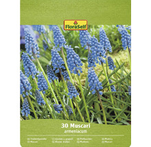 Pachet cu 30 de bulbi de flori FloraSelf Muscari