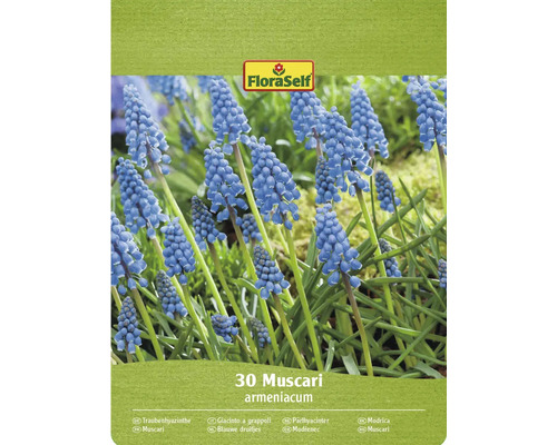 Bulbi de flori FloraSelf Muscari Armeniacum 8/9 30 buc. Pachet cu 30 de bulbi de flori FloraSelf Muscari