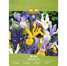 FloraSelf Iris olandez mix, pachet de 30 bucăți
