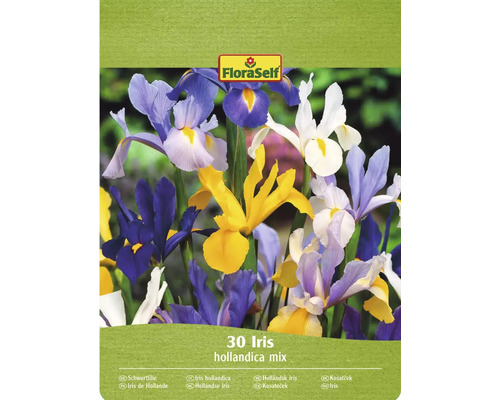 FloraSelf Iris olandez mix, pachet de 30 bucăți