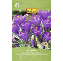 Pachet de crocuși de soiul 'Flower Record' cu douăsprezece bucăți și logo-ul FloraSelf.