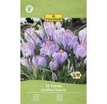 Pachet cu 12 crocuși din specia Grandiflora 'Pickwick' cu logo-ul FloraSelf și simbolul 'Prietenos cu albinele'