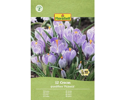 Pachet cu 12 crocuși din specia Grandiflora 'Pickwick' cu logo-ul FloraSelf și simbolul 'Prietenos cu albinele'