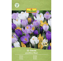 Pachet cu 12 crocuși, soiul Grandiflora Mixed