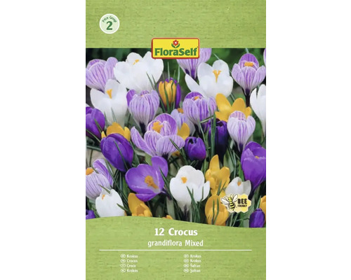 Pachet cu 12 crocuși, soiul Grandiflora Mixed