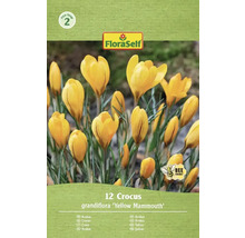 Pachet FloraSelf Crocus grandiflora Yellow Mammouth, 12 bucăți