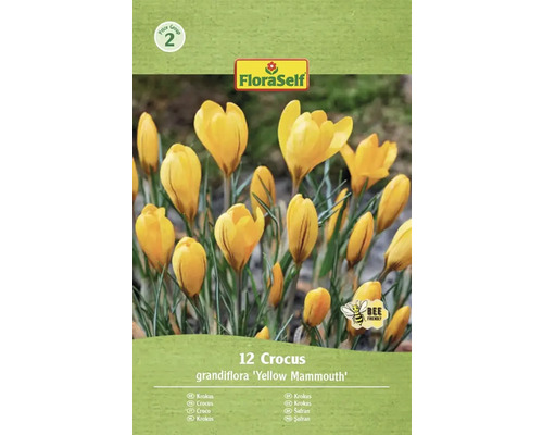 Pachet FloraSelf Crocus grandiflora Yellow Mammouth, 12 bucăți