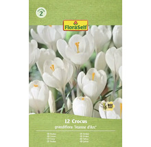 Pachet cu doisprezece bulbi de crocus grandiflora Jeanne d'Arc