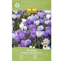 FloraSelf Crocus Grandiflora Blue Blended Mix, pachet de 12 bucăți