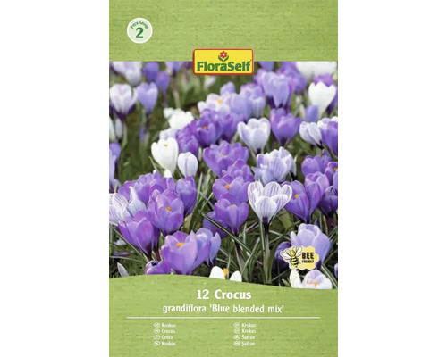 FloraSelf Crocus Grandiflora Blue Blended Mix, pachet de 12 bucăți