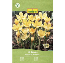 Pachet cu 15 crocus din soiul Botanical 'Romance' de la FloraSelf