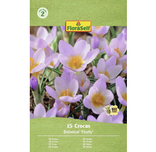 Pachet cu 15 bulbi de crocus Botanical 'Firefly'