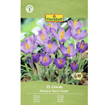 Pachet cu 15 bulbi de crocus Botanical Barrs Purple de la FloraSelf