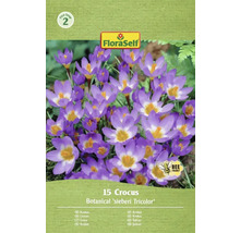 Pachet cu 15 crocus din soiul Botanical sieberi Tricolor de la FloraSelf