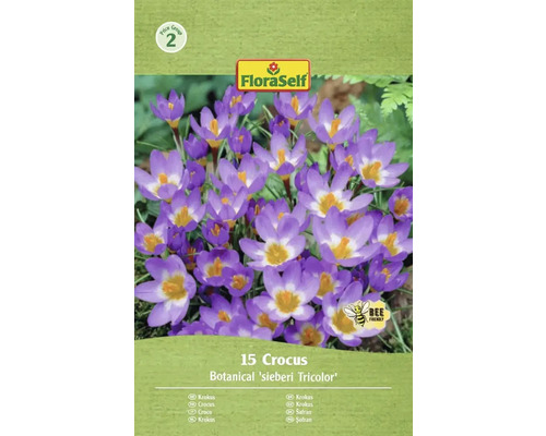 Pachet cu 15 crocus din soiul Botanical sieberi Tricolor de la FloraSelf