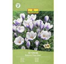 FloraSelf Crocus Prins Claus, pachet de 12 bucăți