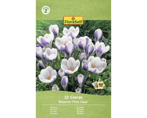 FloraSelf Crocus Prins Claus, pachet de 12 bucăți