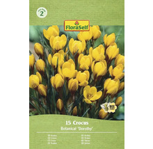 Pachet de crocuși de soi botanic Dorothy