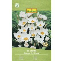Pachet cu 12 crocus din soiul Botanical 'Ard Schenk'