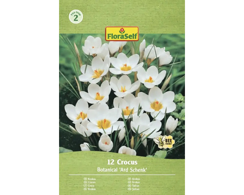 Pachet cu 12 crocus din soiul Botanical 'Ard Schenk'