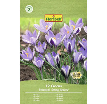 Pachet cu 12 bulbi de crocus de tip Botanical 'Spring Beauty'