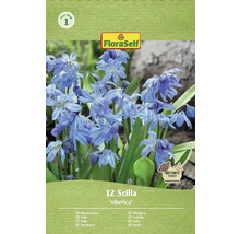 Pachet cu 12 bulbi de Scilla siberica marca FloraSelf