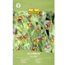 Ambalaj cu zece plante Fritillaria Uva-Vulpis