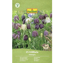 Pachet de bulbi de flori FloraSelf Fritillaria meleagris, 25 bucăți