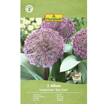 Pachet cu trei bulbi de ceapă decorativă din soiul Allium karataviense Red Giant