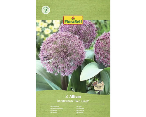 Pachet cu trei bulbi de ceapă decorativă din soiul Allium karataviense Red Giant