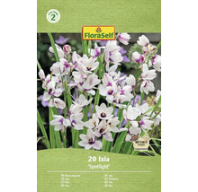 Pachet cu 20 de bulbi de flori Ixia Spotlight marca FloraSelf