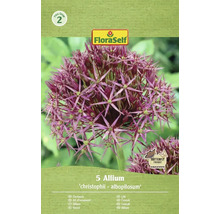 Allium decorativ 'christophii - albopilosum' Ambalaj