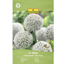 Pachet cu 12 bulbi de Allium ampeloprasum 'Ping Pong' de la FloraSelf