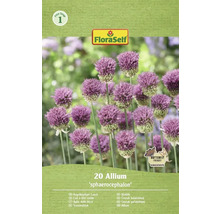Pachet cu Allium sphaerocephalon de la FloraSelf, 20 bucăți