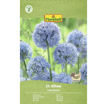 Pachet Allium ornamental caeruleum, potrivit pentru fluturi, de la FloraSelf