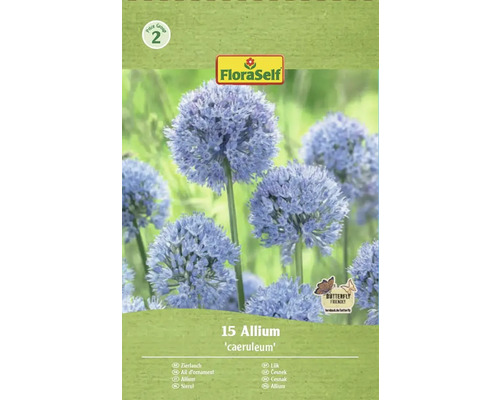 Pachet Allium ornamental caeruleum, potrivit pentru fluturi, de la FloraSelf