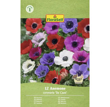 FloraSelf anemone coronaria De Caen, 12 bucăți, prietenos cu fluturii