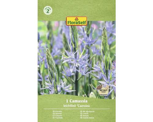 Ambalaj cu o singură Camassia leichtlinii 'Caerulea' crin de prerie marca FloraSelf